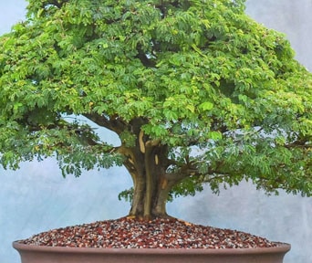 Akasie bonsai