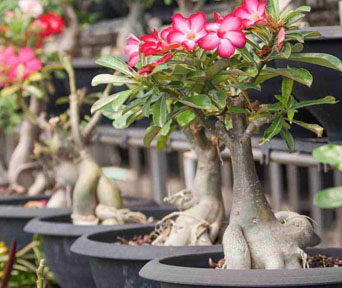 Ørkenrose bonsai
