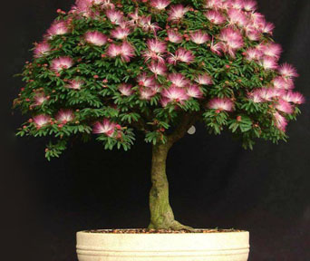 Silketre bonsai