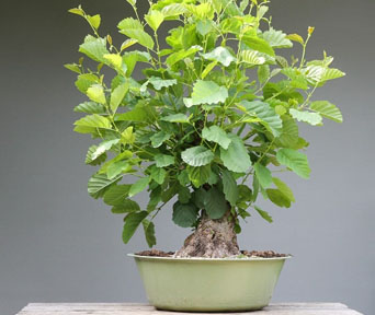 Or bonsai