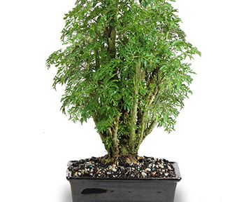 Aralia bonsai