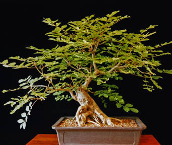 Ask bonsai