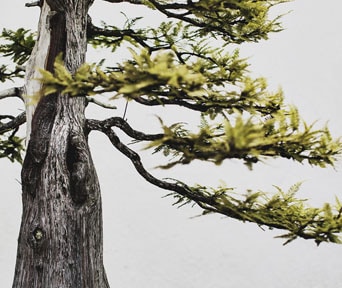 Sumpsypress bonsai
