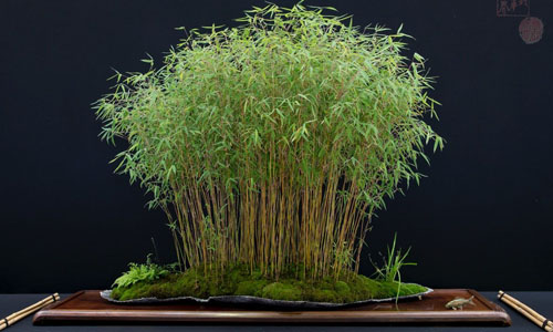 Bambus bonsai