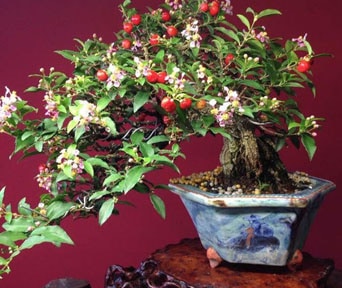 Barbadoskirsebær bonsai