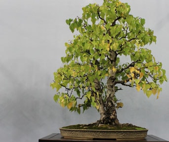 Bjørk bonsai