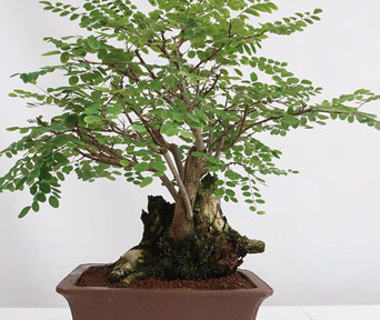 Robinia bonsai