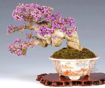 Perlebusk bonsai