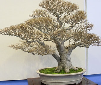Netteltre bonsai