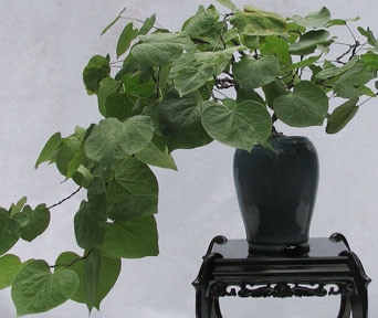 Judastre bonsai