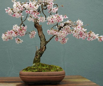 Kirsebær bonsai