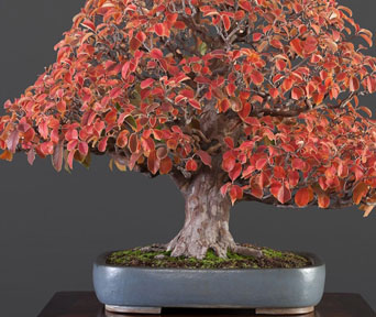 Kinesisk kvede bonsai
