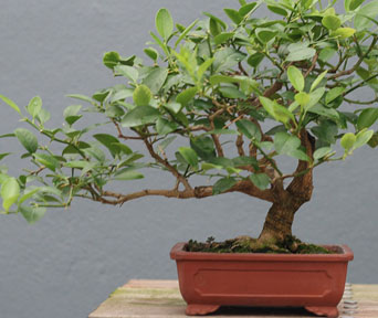 Sitrus bonsai