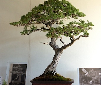 Montereysypress bonsai