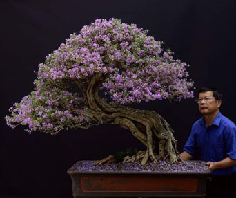 Desmodium bonsai