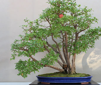 Dverggranateple bonsai