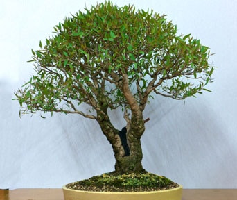 Eukalyptus bonsai