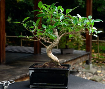 Ficus bonsai