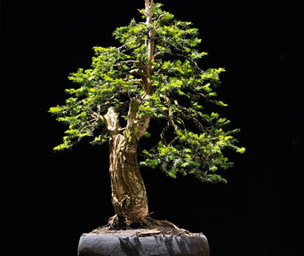 Edelgran bonsai