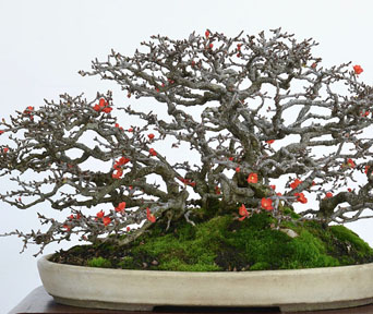 Blomsterkvede bonsai