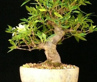Gardenia bonsai