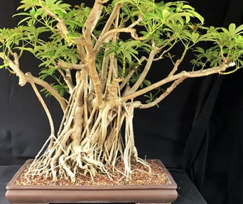 Dvergschefflera bonsai