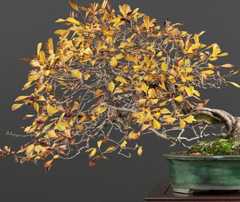 Hagtorn bonsai