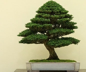 Hinokisypress bonsai