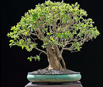 Kaprifol bonsai