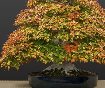 Agnbøk og bøk bonsai