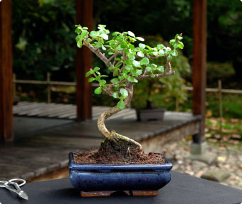Dvergjade bonsai