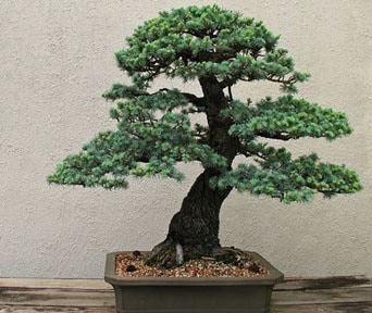 Japansk seder bonsai