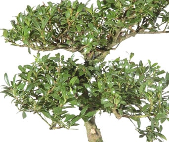 Japansk kristtorn bonsai