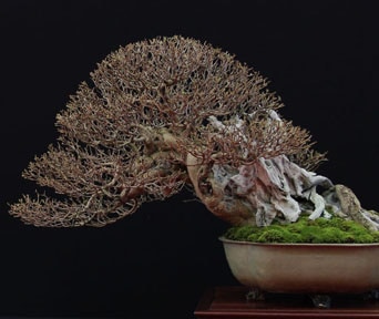 Liguster bonsai