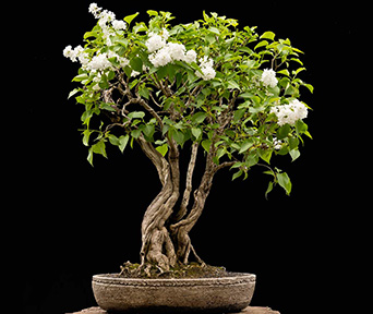 Syrin bonsai