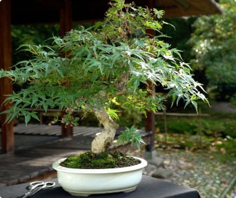 Japansk Lønn bonsai