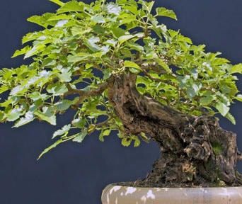 Morbær bonsai