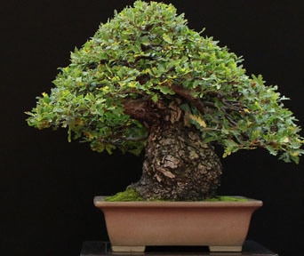 Eik bonsai
