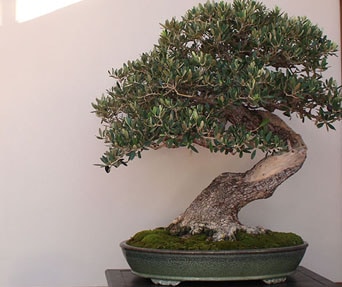 Oliven bonsai