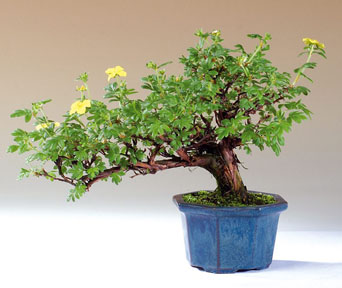 Mure bonsai