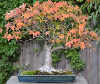 Rødlønn bonsai