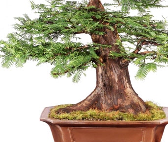 Sekvoja bonsai