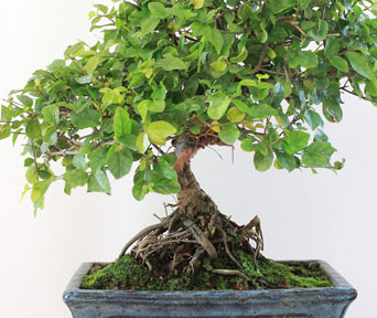 Kinesisk plomme bonsai