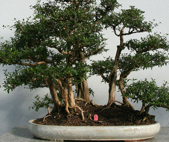 Snørose bonsai
