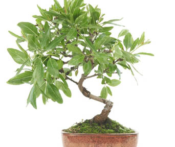 Sofora bonsai