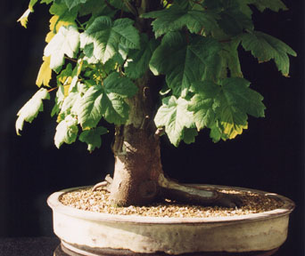Platanlønn bonsai