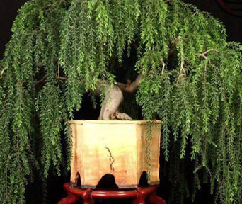 Hengepil bonsai
