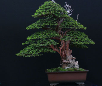 Barlind bonsai